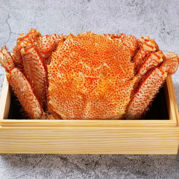 Picture of Kegani (Horsehair Crab)